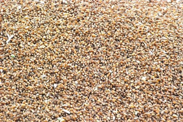 wheat seeds
