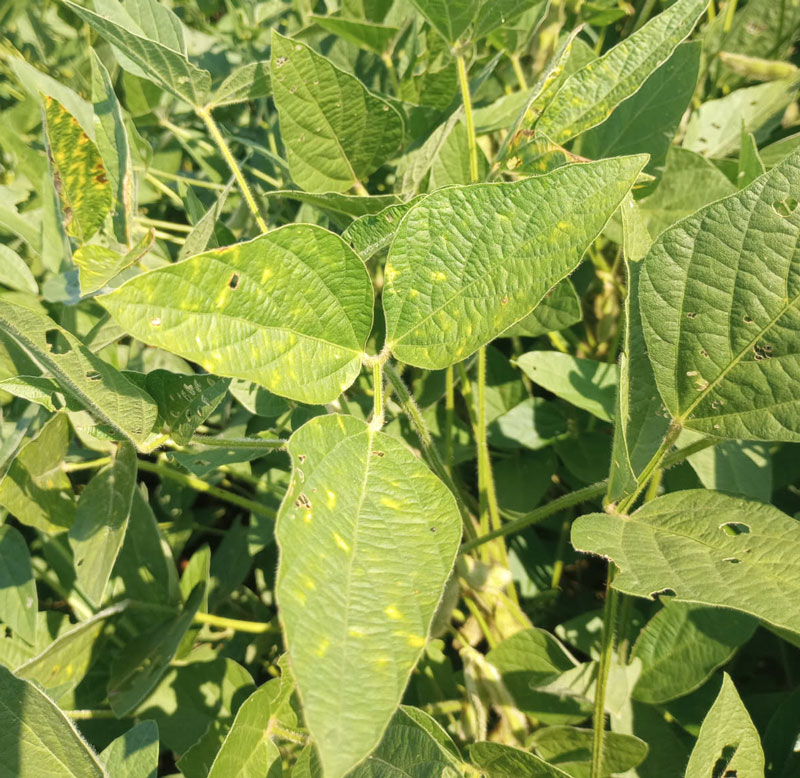 green leaves with tiny yellow spots