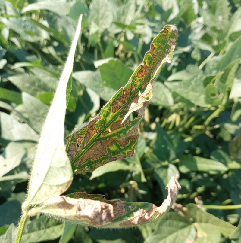 Soybean leaf with brown tissue