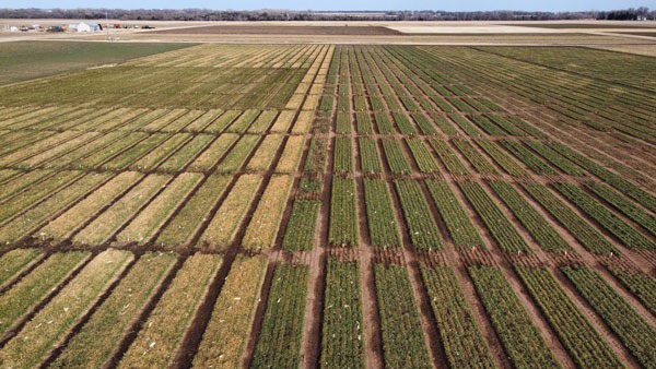 aerial view of wheat plots