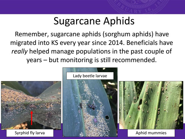 slide about sugarcane aphids