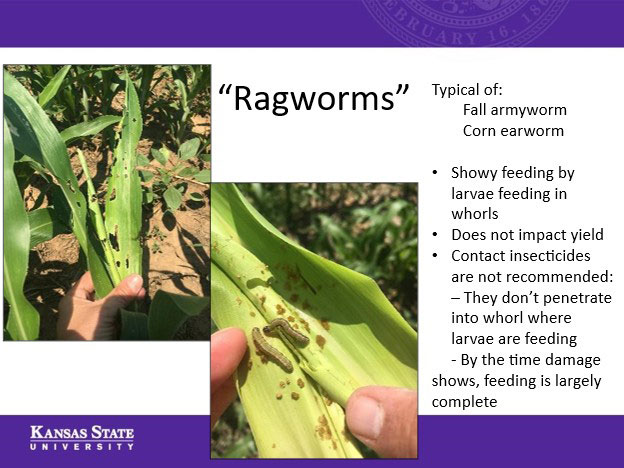slide about ragworms