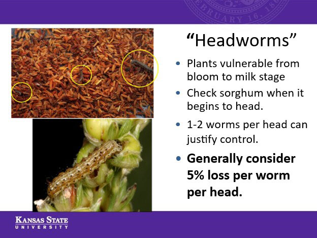 slide about headworms