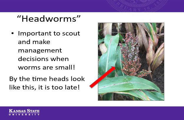 slide about headworms