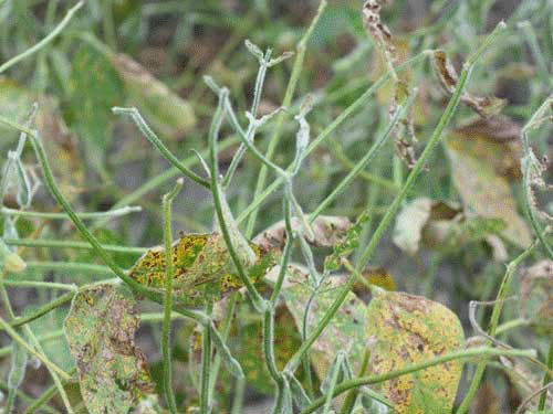 No leaves on soybean stems