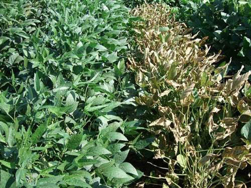 Soybean plots