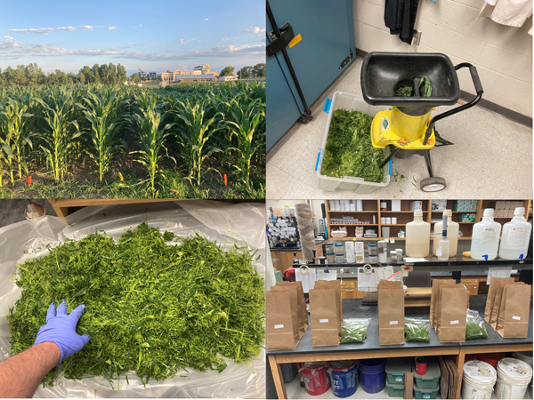 photo collage of plant tissue testing