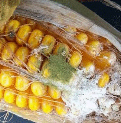 white and green mold on corn