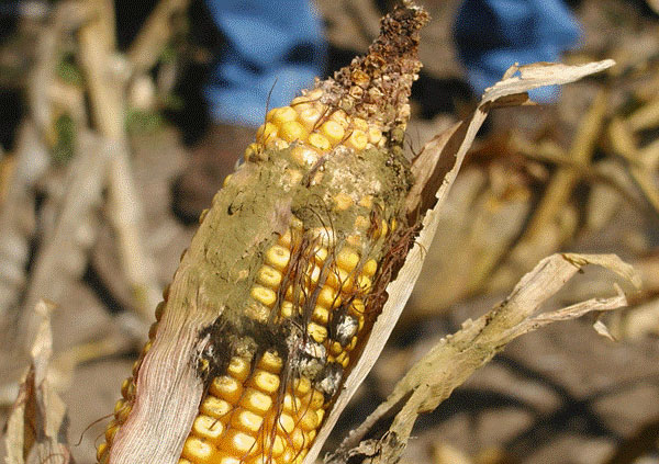 green mold on corn