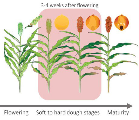 Ideal growth stage diagram for yield estimating
