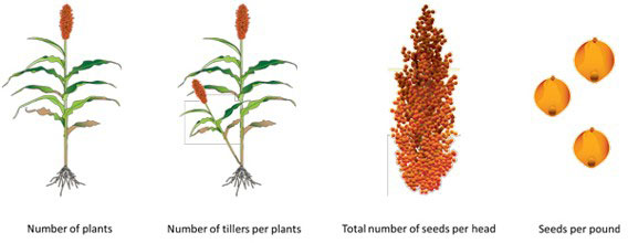 image of plant, head, and seeds