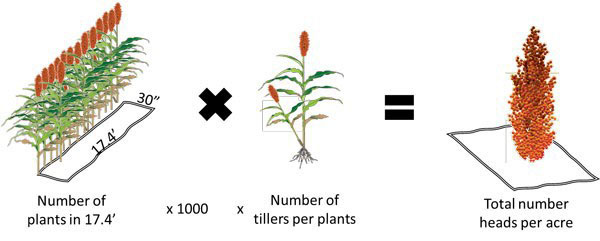 images of grain sorghum heads