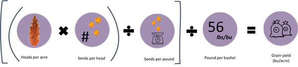 picture yield equation