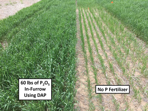 two wheat plots