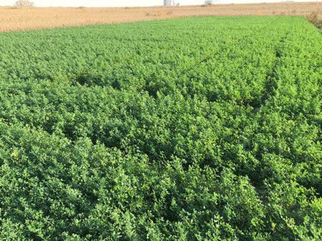 alfalfa field