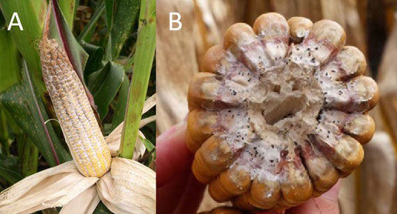corn with white mold and black mold