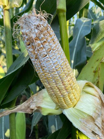 white mold on corn