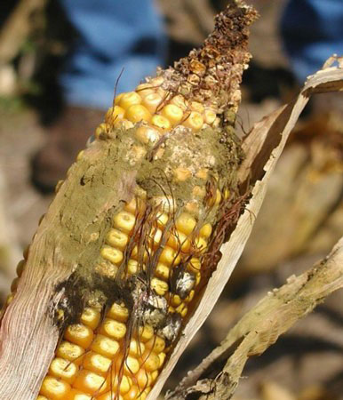 greenish mold on corn ear