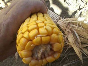 corn ear with a sprout