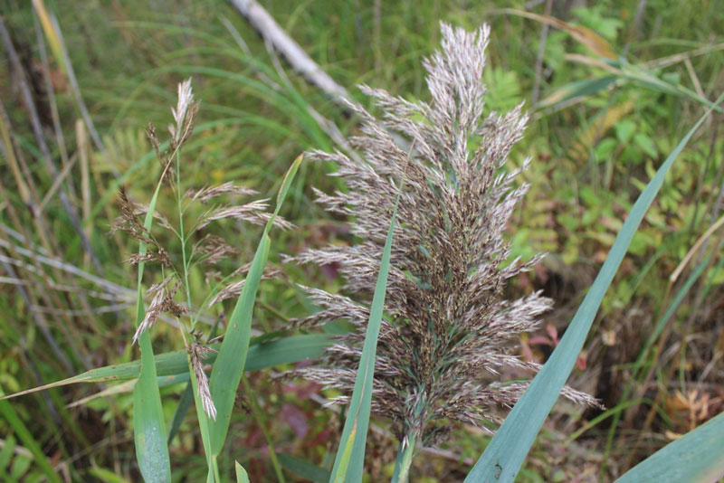 seed head of a phragmite