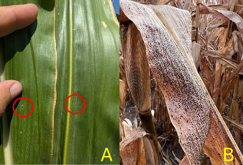 tar spots on corn