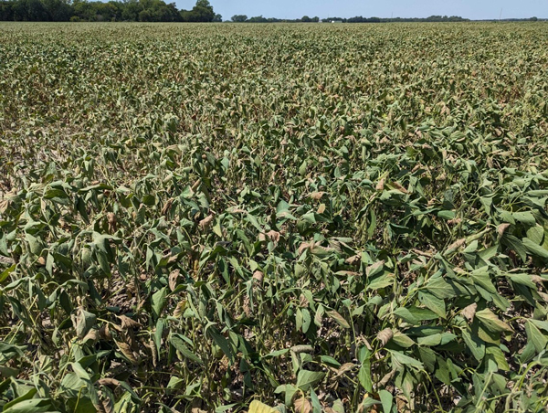 stressed soybeans