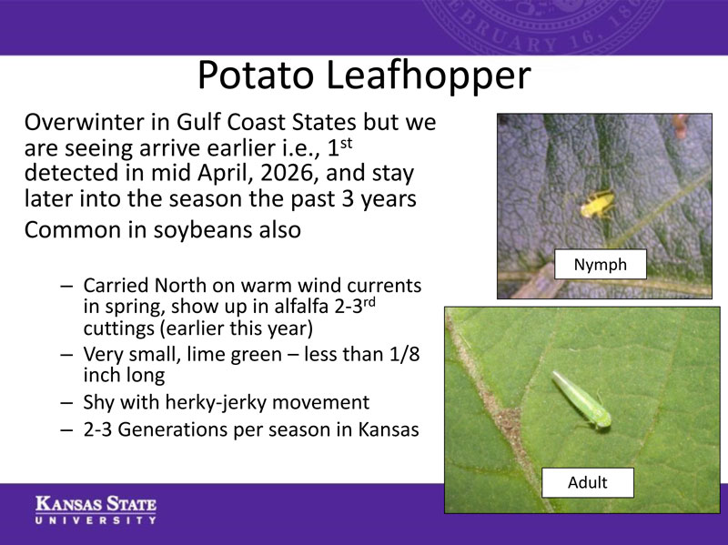 slide about potato leafhoppers