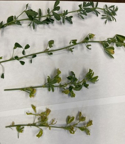 several alfalfa plants with varying degrees of injury