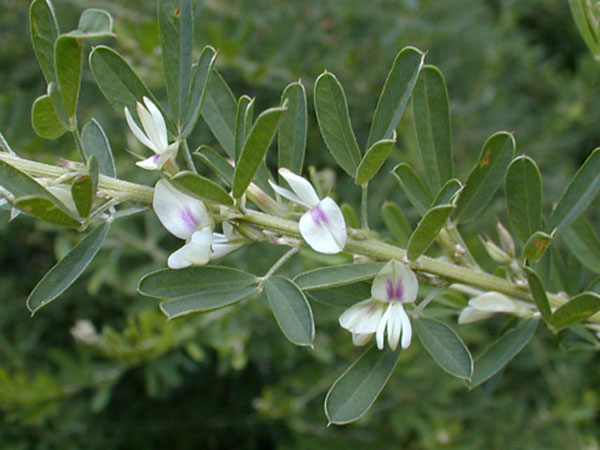 white and purple flowers