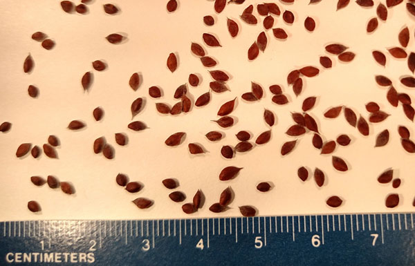 tiny brown seeds and a ruler