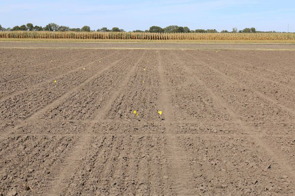 dry looking wheat field seedbed