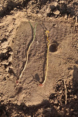 two seedling wheat plants
