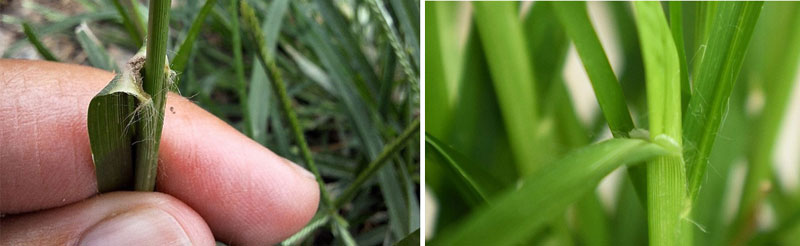 close of green leaf joint