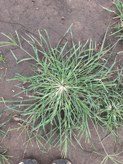 green bunch plant