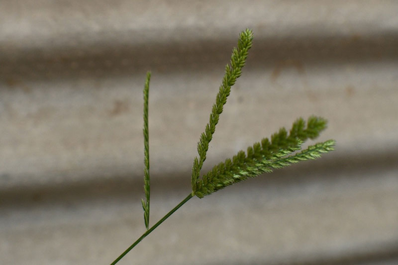 small green plants with spikelets