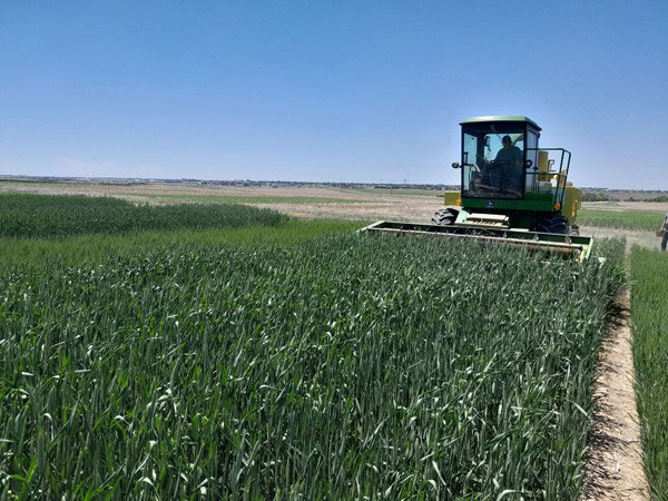 tractor harvesting forage plots