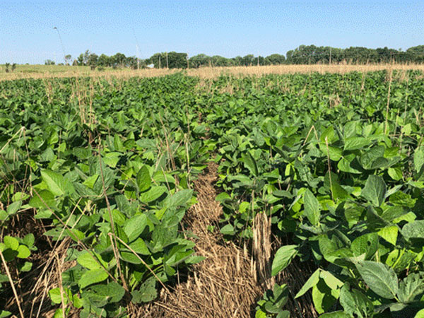residue in soybean rows