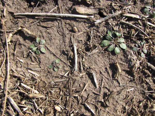 bare soil with tiny green weeds growing