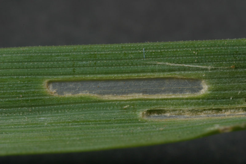 green leaf with insect damage