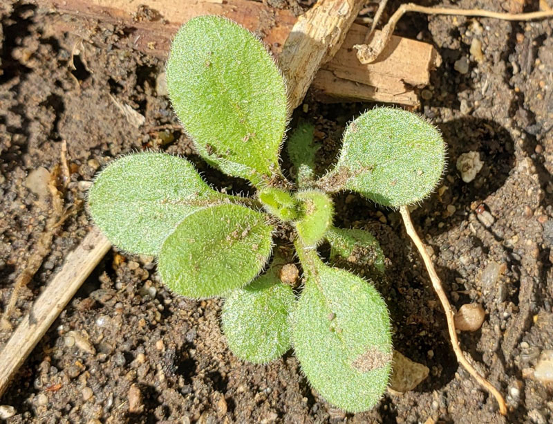 small green marestail seedling