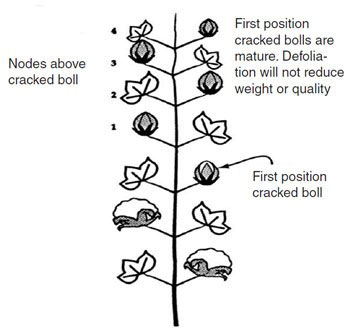 diagram of cotton nodes and bolls
