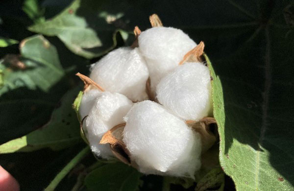 open cotton boll