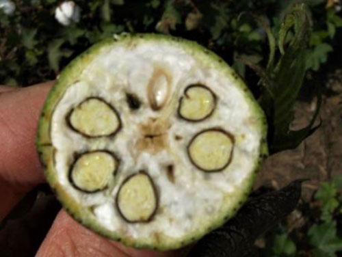 cross section of cotton boll