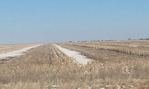 standing corn residue trapping snow
