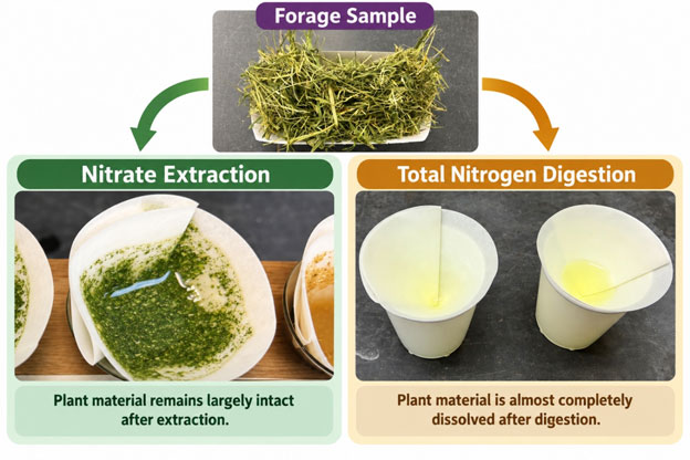 photos of plant materials in solutions and filters