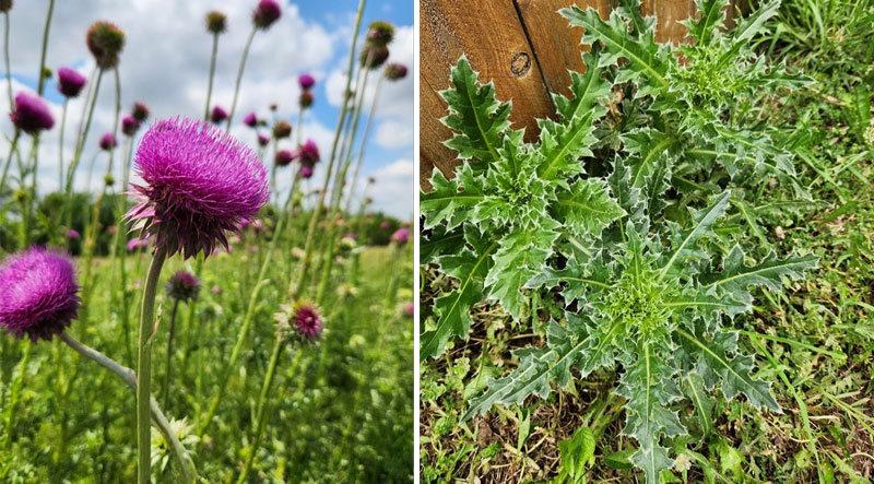 pink musk thistle flower and a rosette