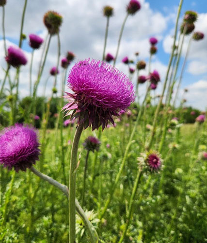 pink thistle flower