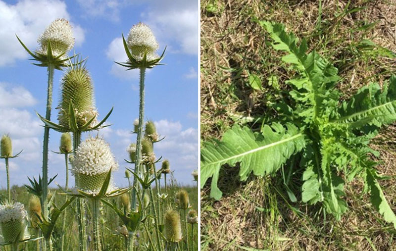 white flower heads and a rosette