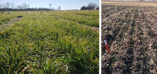 two different wheat fields