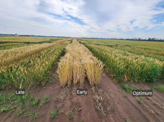 wheat plots